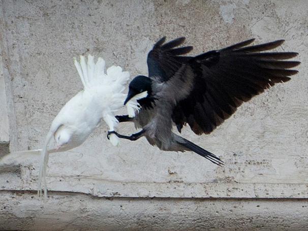 Dos palomas blancas que fueron liberadas por niños junto al papa Francisco en un gesto de paz fueron atacadas el domingo por otras aves. Ante la vista de miles de personas reunidas en la plaza de San Pedro, una gaviota y un cuervo negro grande se...