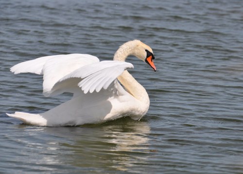 tiz-aves:[Genus] | CygnusThe genus Cygnus, more commonly known as swans is a small genus in the fami