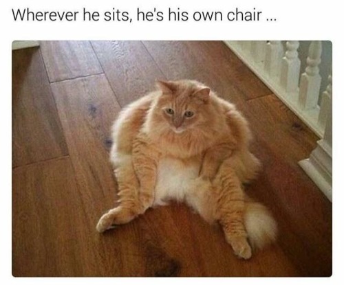 catstextposts:  omg