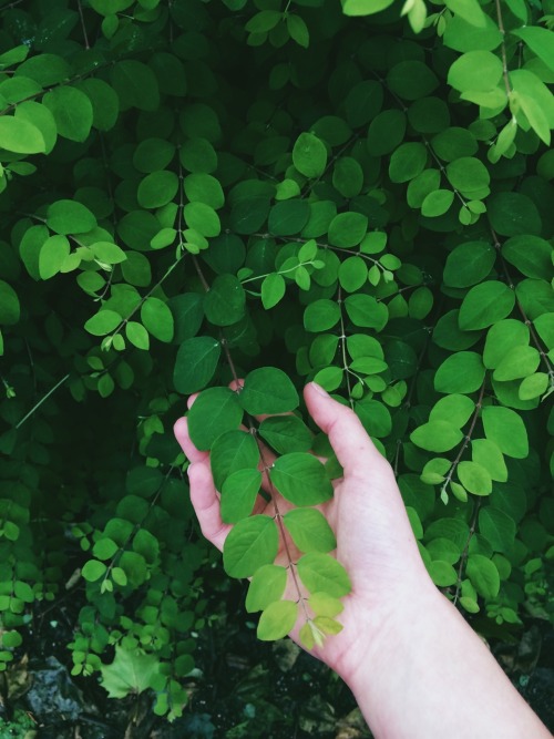 sazclose:  Went for a run this morning for the first time in ages to clear my head and sweat it all out. Found this bush. Reminding me how beautiful growth and change is