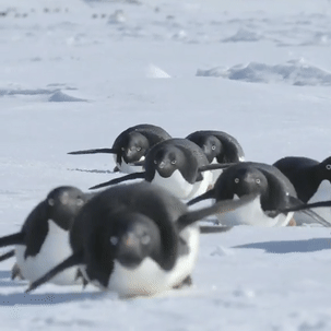 penguins: 1 2 3 4 5 6 7 8 9