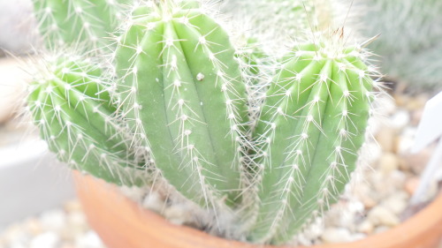 I Found Some Prickly Friends While At The Botanical Garden