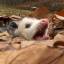 maplepossum