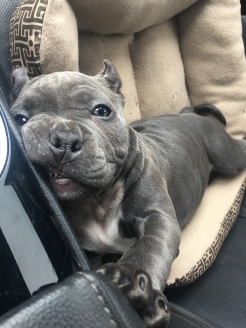 Look at this adorable pup!