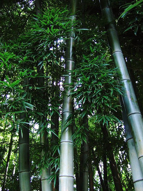 Porn photo forest of bamboo by nuko -_- on Flickr.