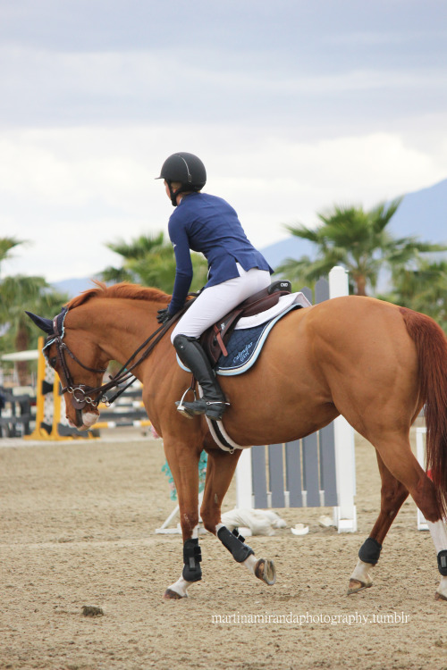 chestnut & blue, HITS Thermal 2014, Week 5