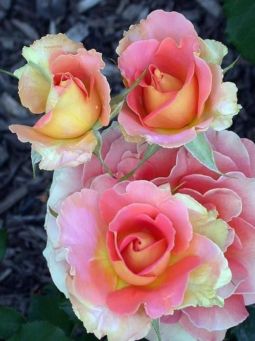 Porn photo shadelovingflowers:  I’d rather have roses
