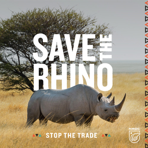 BIG NEWS! Today, South Africa dropped its plan to lift the four decade ban on international trade in