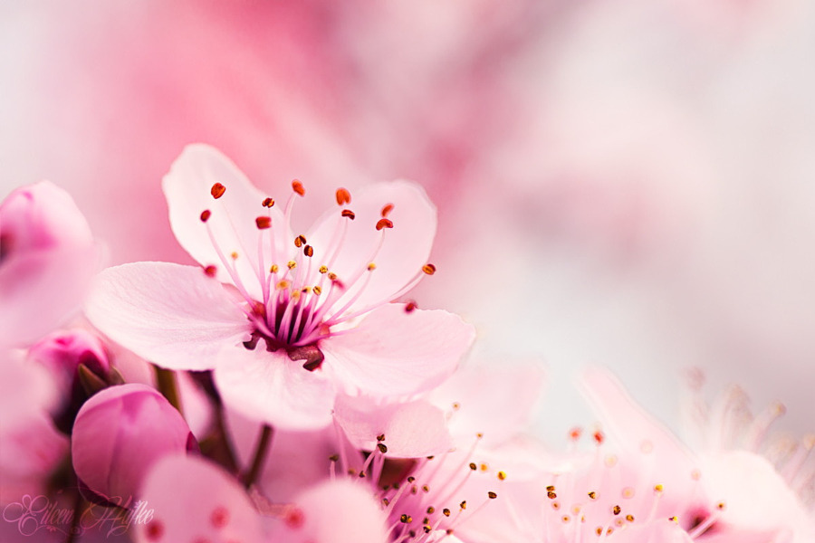 drxgonfly:  Soft Dream (by  Eileen Hafke) 