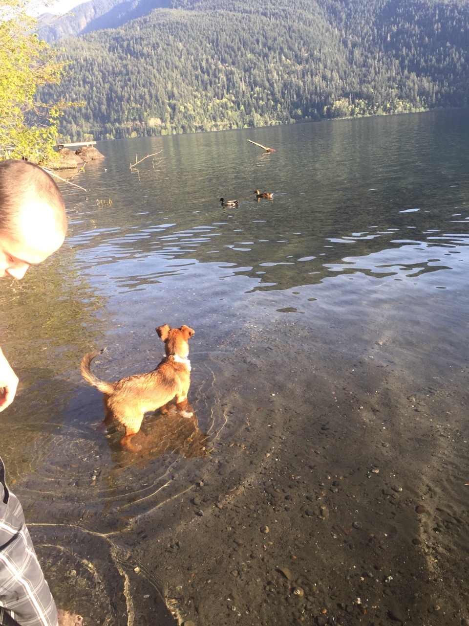 Puppies first trip to the lake, Freya tried to chase ducks it was pretty adorable