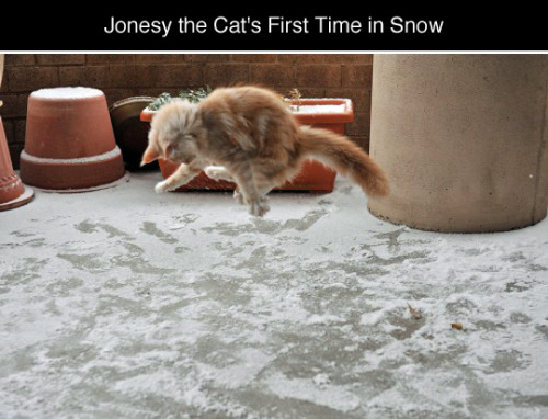 tastefullyoffensive:Jonesy the Cat’s First Time Playing in SnowPhotos by Elizabeth V. BourasWow, tha