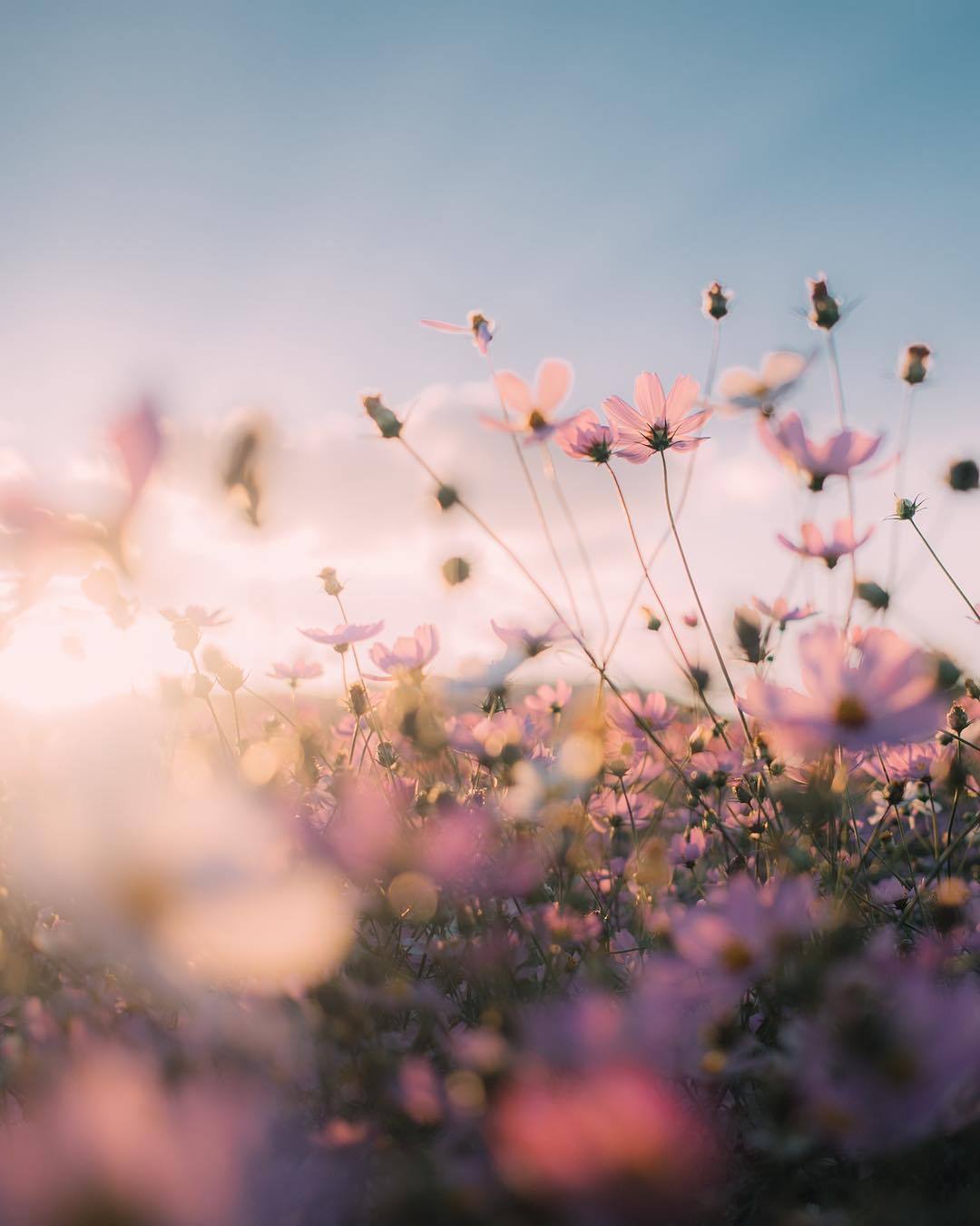 floralls:by _peppermint.b