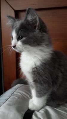 awwww-cute:  My baby cat