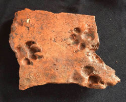 legoshoes:  22-07-2009:  aimlessme:  amoying:  archaeology:  Ancient Puppy Paw Prints Found on Roman Tiles  i got really happy about this and then i was like “this dog is probably dead” and now i am crying  Probably dead  Probably   He went to live