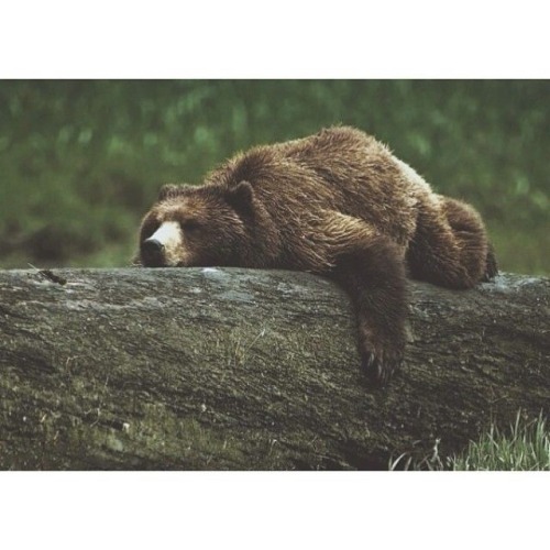 fortheloveofcare: Oh, so bear-y cute Moodboard requested by @the-smallest-button
