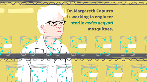 Meet Dr. Capurro — Her franken-squitoes could be a weapon against Zika.