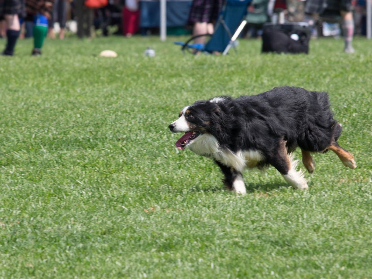 neilcar:  Sheepdog Herding Demonstration, Loch Norman Games