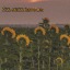 sunflower-987