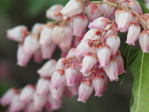 lapinium-2f: Pieris japonica (アセビ)