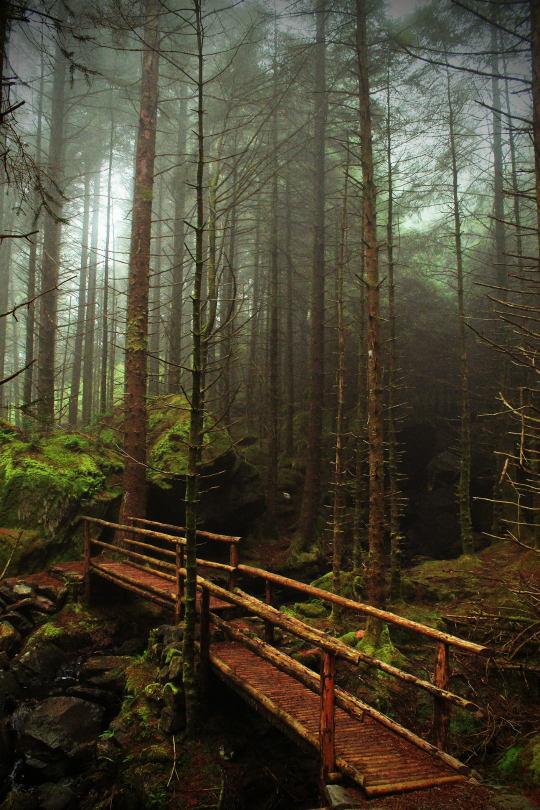 tulipnight:  Hiking In Gougane Barra by Dora Meulman