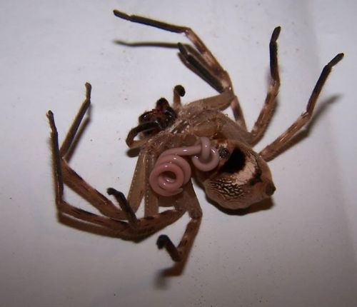 a parasitic horeshair worm feeds off the cephalothorax of a huntsman spider