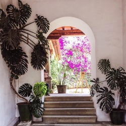 zinniafolkarts:  Arches and bougainvillea