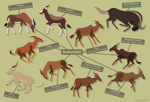 Bovidae (Antelopes, Cattle, and Goat-Antelopes)*not every single recognized species and subspecies i