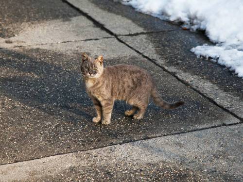 It’s National Feral Cat DaySo here are some photos of feral cats in Brooklyn. Enjoy.