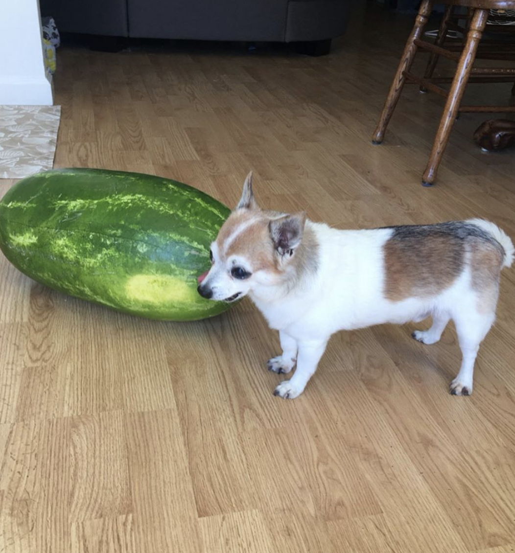 eatingwithdogs:  ✨🐶🍉
