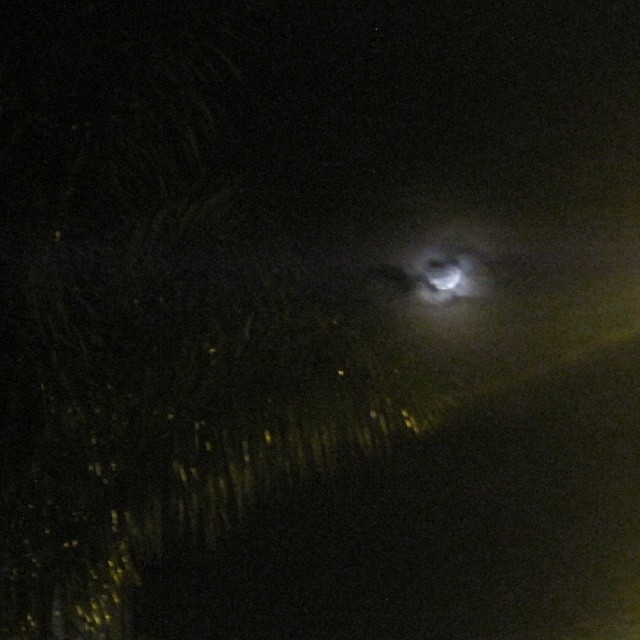 Y estaba oculta entre palmeras y nubes observando todo detenidamente