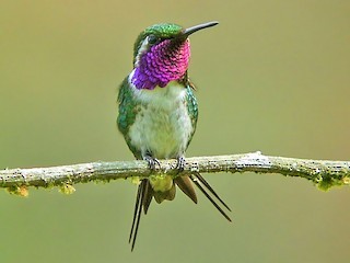 woodstar hummingbird