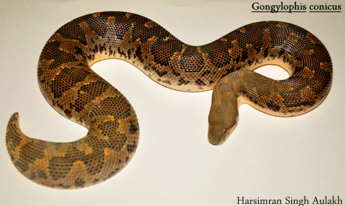 rhamphotheca:Rough-scaled Sand Boa (Gonglyophis conicus)This nocturnal burrowing member of the famil