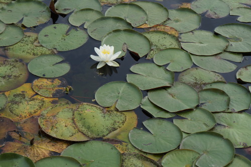 naturehipperq: Fragrant Water Lily, Nymphaea odorata
