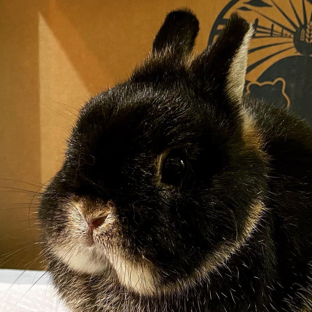 Hollandlop Explore Tumblr Posts And Blogs Tumgir Hollandlop Explore Tumblr Posts And Blogs Tumgir