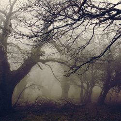 darkling-faerie-witch:  Walnut forest by