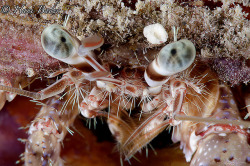 lifeunderthewaves:  Hermit crabs by HANI