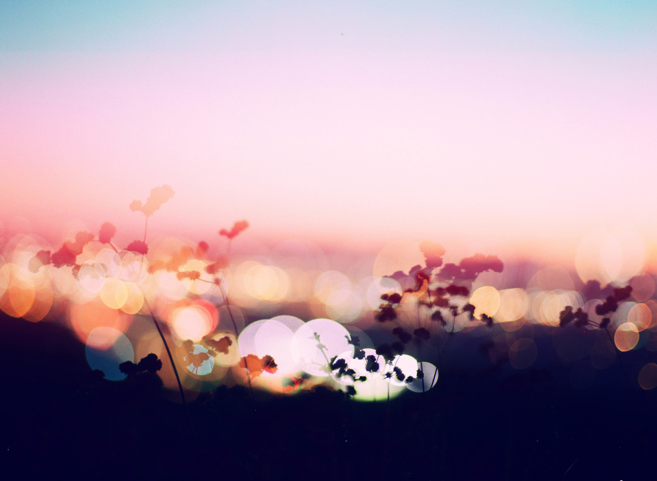 landscape-photo-graphy:  Plantraits by Anthony Samaniego Los Angeles-based photographer Anthony