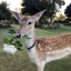deergirl44