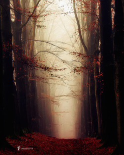 drxgonfly:  Autumns Face (by Lars van de Goor)