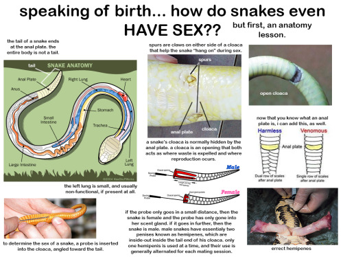 youtaggedthatsnakewrong:theantitheticalchiasm:i did a thing…the only image i own is the one of the b
