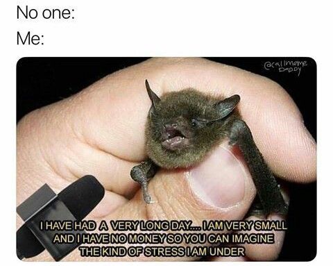 October 24th-30th Is National Bat Week!
