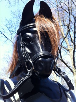 pony-puschel:  #human ponyplay, #ponyplay,