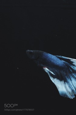 socialfoto:  betta fish  by Iroquois 