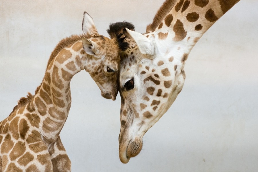 jakupwashere:  ╰♥╮ A Mother’s Love ╰♥╮ nature-madness:  Mother’s