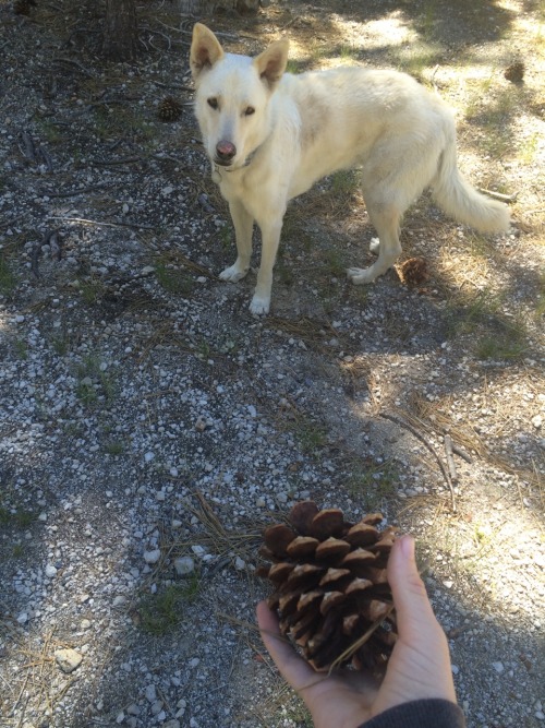 light-scales:He plays fetch with pinecones.