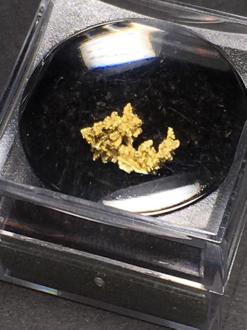 cc-da-wolf:My crystalline gold specimen arrived! It’s too small for my phone to capture without the 