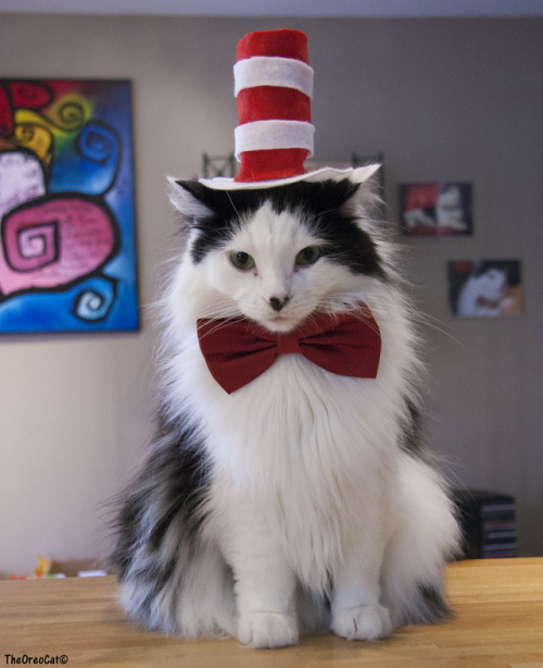 theoreocat:  The Cat in the Hat