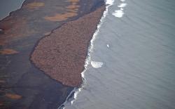 sixpenceee:  Around 35,000 walruses clustered on an Alaskan beach on October, 2014. The walruses are forced onto land when sea ice, which they use to rest between dives for food, disappears. This is just one example of the impacts of climate change