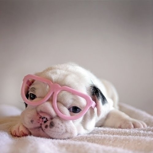 picsandquotes:  Could there possibly be anything cuter than these 15 adorable puppies? #4 will make your heart melt! - ad http://bit.ly/Wu83GG