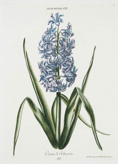 Georg Dionysius Ehret, Hyacinths from “Hortvs, nitidissimis omnem per annvm svperbiens floribvs”, 17